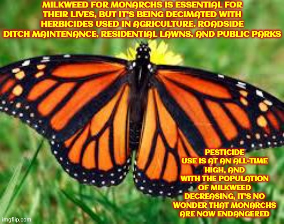 Monarch Butterflies Are On The Endangered Species List | MILKWEED FOR MONARCHS IS ESSENTIAL FOR THEIR LIVES, BUT IT'S BEING DECIMATED WITH HERBICIDES USED IN AGRICULTURE, ROADSIDE DITCH MAINTENANCE, RESIDENTIAL LAWNS, AND PUBLIC PARKS; PESTICIDE USE IS AT AN ALL-TIME HIGH, AND WITH THE POPULATION OF MILKWEED DECREASING, IT'S NO WONDER THAT MONARCHS ARE NOW ENDANGERED | image tagged in endangered,extinction,special kind of stupid,memes,extinction is permanent,do whatever it takes | made w/ Imgflip meme maker
