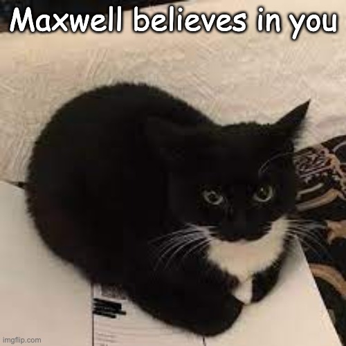 cat | Maxwell believes in you | image tagged in cat,maxwell,good | made w/ Imgflip meme maker