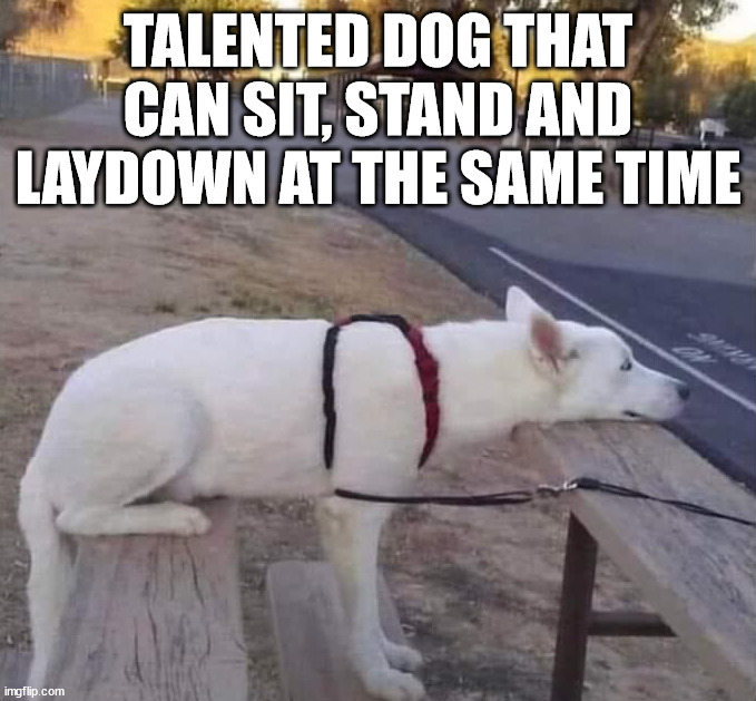 TALENTED DOG THAT CAN SIT, STAND AND LAYDOWN AT THE SAME TIME | image tagged in dogs | made w/ Imgflip meme maker