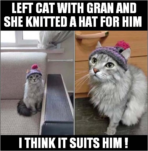 A Smashing Hat For A Cat ! | LEFT CAT WITH GRAN AND SHE KNITTED A HAT FOR HIM; I THINK IT SUITS HIM ! | image tagged in cats,knitting,hats | made w/ Imgflip meme maker