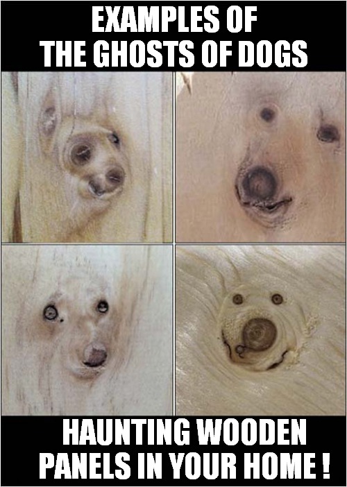 Who Y'Gonna Call ? | EXAMPLES OF THE GHOSTS OF DOGS; HAUNTING WOODEN PANELS IN YOUR HOME ! | image tagged in dogs,ghosts,haunting,wood | made w/ Imgflip meme maker