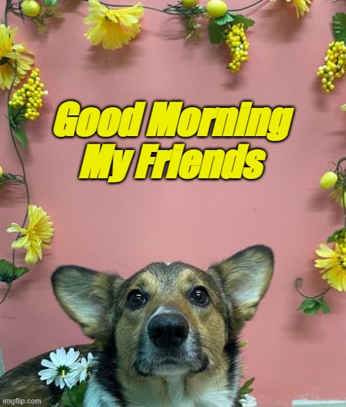 good morning my friends | Good Morning
My Friends | image tagged in dogs,dog,good morning,friends | made w/ Imgflip meme maker