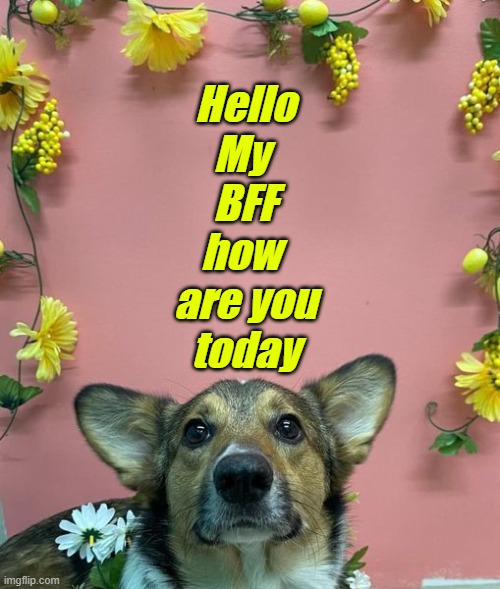 hello my bff how are you today corgie | Hello
My 
BFF
how 
are you
today | image tagged in dogs,bffs,hello there | made w/ Imgflip meme maker