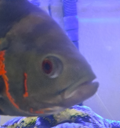 Julie Bo Jangles side eye | image tagged in jimothy bo jangles side eye | made w/ Imgflip meme maker