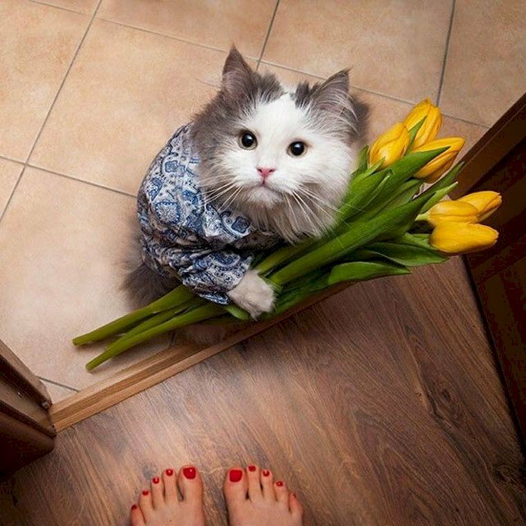 Cat giving flowers Blank Meme Template