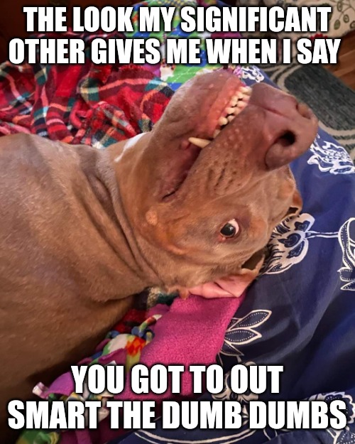 Johnny Hollywood | THE LOOK MY SIGNIFICANT OTHER GIVES ME WHEN I SAY; YOU GOT TO OUT SMART THE DUMB DUMBS | image tagged in annoyed and confused dog | made w/ Imgflip meme maker