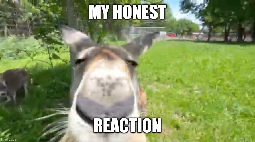 Kangaroo | MY HONEST; REACTION | image tagged in silly | made w/ Imgflip meme maker