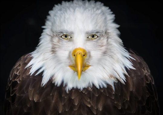 Bald Eagle Stare Blank Meme Template