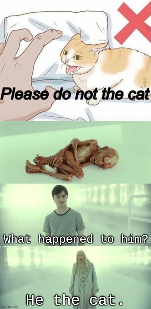 What happened to him? He the cat. | image tagged in please do not the cat,dead baby voldemort / what happened to him,repost | made w/ Imgflip meme maker