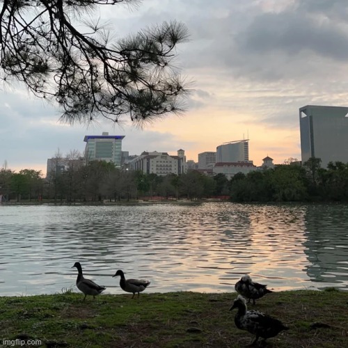 Sunset in Hermann Park Houston, TX | image tagged in awesome,pictures | made w/ Imgflip meme maker