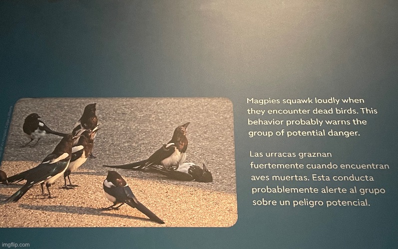 Cool fact about magpies | image tagged in magpies,birds | made w/ Imgflip meme maker