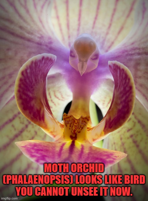 Moth Orchid (Phalaenopsis) Looks Like Bird | MOTH ORCHID (PHALAENOPSIS) LOOKS LIKE BIRD
YOU CANNOT UNSEE IT NOW. | image tagged in can't unsee,memes,funny | made w/ Imgflip meme maker
