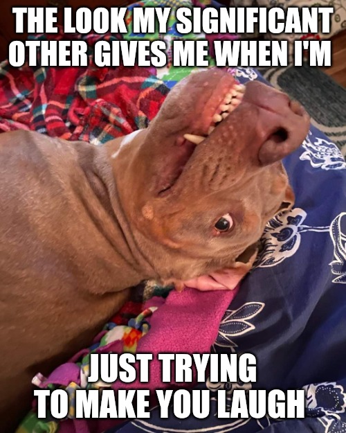 Johnny Hollywood | THE LOOK MY SIGNIFICANT OTHER GIVES ME WHEN I'M; JUST TRYING TO MAKE YOU LAUGH | image tagged in annoyed and confused dog | made w/ Imgflip meme maker