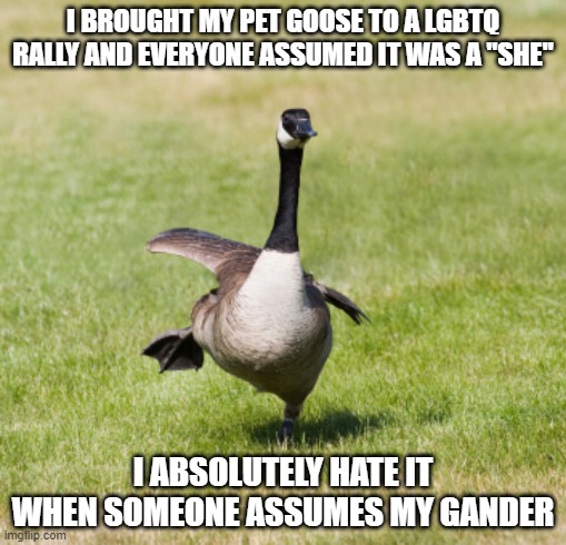 Got My Goose | I BROUGHT MY PET GOOSE TO A LGBTQ RALLY AND EVERYONE ASSUMED IT WAS A "SHE"; I ABSOLUTELY HATE IT WHEN SOMEONE ASSUMES MY GANDER | image tagged in canada goose | made w/ Imgflip meme maker