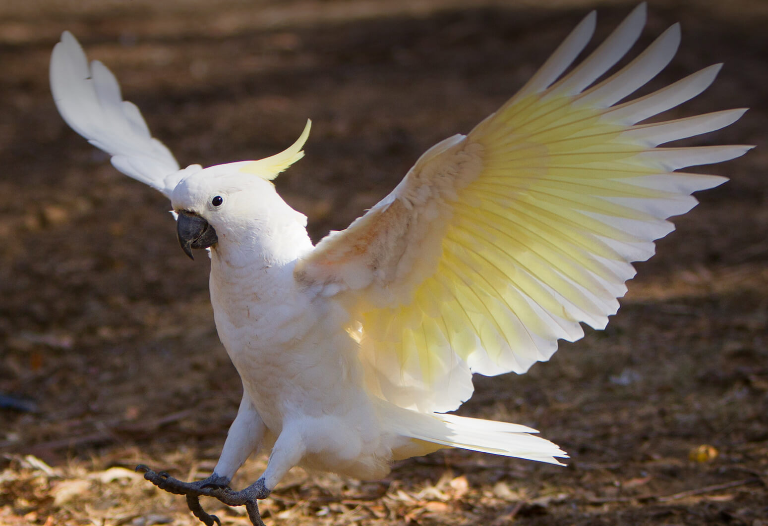 Cockatoo Blank Meme Template