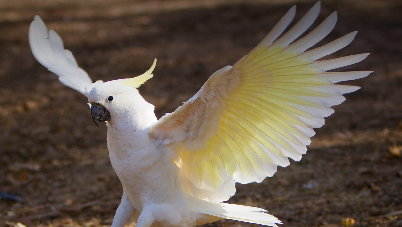 Cockatoo Blank Meme Template