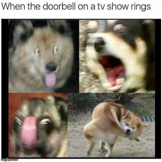 image tagged in memes,funny,dogs | made w/ Imgflip meme maker