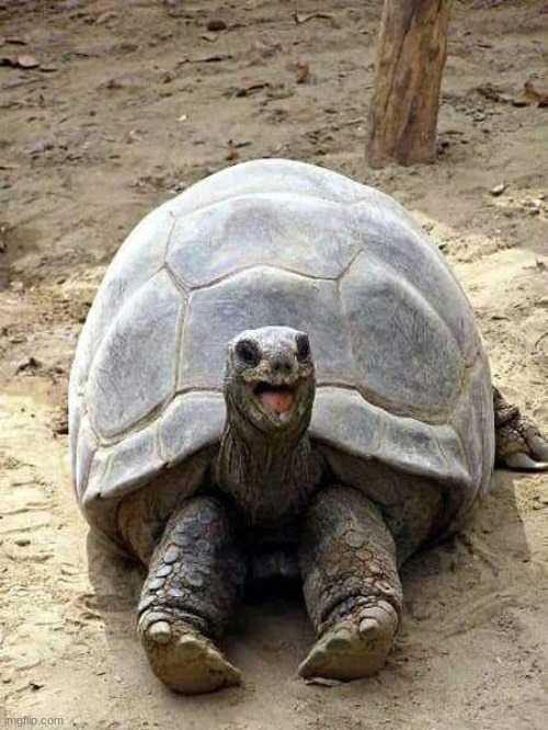Happy turtle | image tagged in happy turtle | made w/ Imgflip meme maker