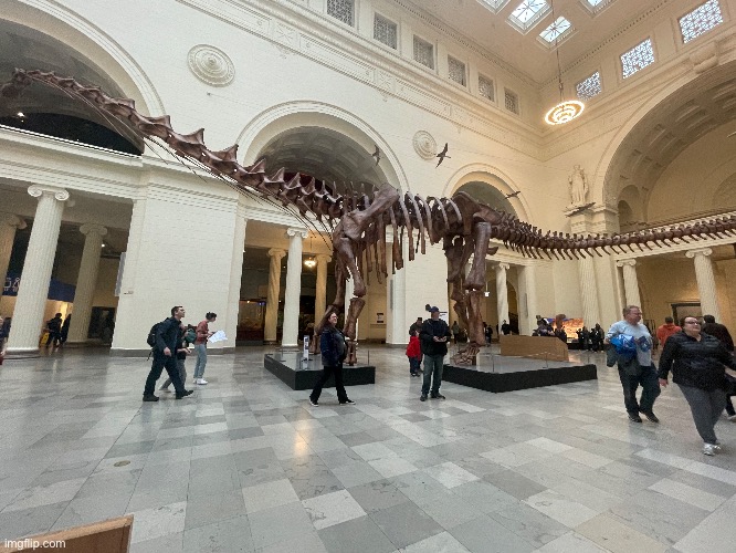 A dinosaur skeleton that was the width of the museum | image tagged in dinosaurs,photography,photos,museum | made w/ Imgflip meme maker