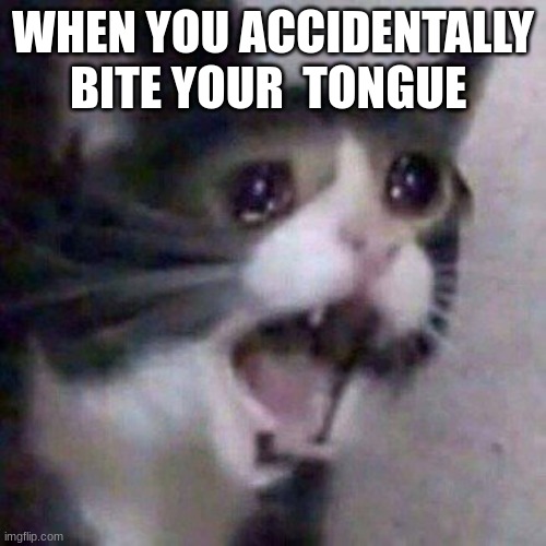 :') | WHEN YOU ACCIDENTALLY BITE YOUR  TONGUE | image tagged in screaming cat meme | made w/ Imgflip meme maker
