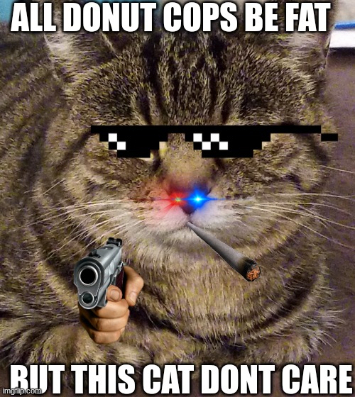 cops be like | ALL DONUT COPS BE FAT; BUT THIS CAT DONT CARE | image tagged in unimpressed | made w/ Imgflip meme maker
