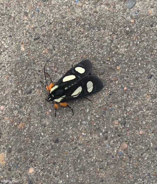 Eight-spotted forester moth | made w/ Imgflip meme maker