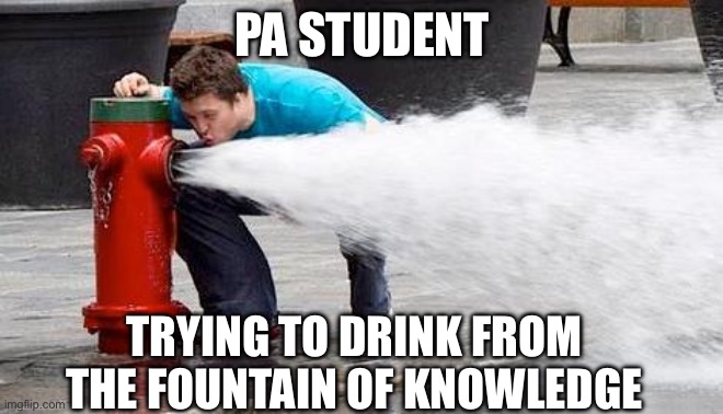 Drinking From Fire Hydrant | PA STUDENT; TRYING TO DRINK FROM THE FOUNTAIN OF KNOWLEDGE | image tagged in drinking from fire hydrant | made w/ Imgflip meme maker