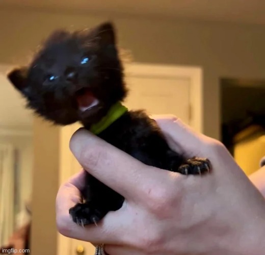This week old kitten with a BIG scream | image tagged in raging kitty,funny,cats,cute,animals,memes | made w/ Imgflip meme maker