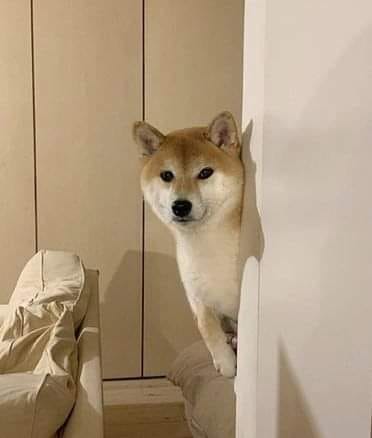 High Quality Doge Blank Meme Template