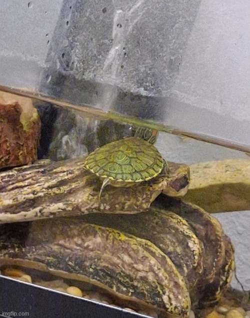 the spurngy doimpler | made w/ Imgflip meme maker