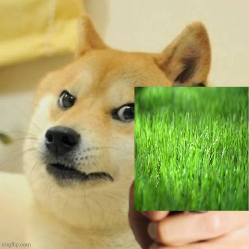 I'm touching grass, happy now? | image tagged in dog holding gun | made w/ Imgflip meme maker