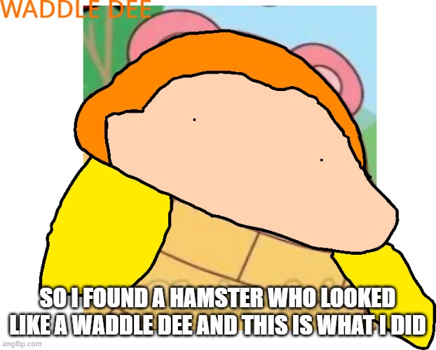 WADDLE DEE | SO I FOUND A HAMSTER WHO LOOKED LIKE A WADDLE DEE AND THIS IS WHAT I DID | image tagged in waddle dee | made w/ Imgflip meme maker