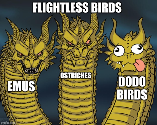 Dodos are pretty stupid | FLIGHTLESS BIRDS; OSTRICHES; DODO BIRDS; EMUS | image tagged in three-headed dragon | made w/ Imgflip meme maker