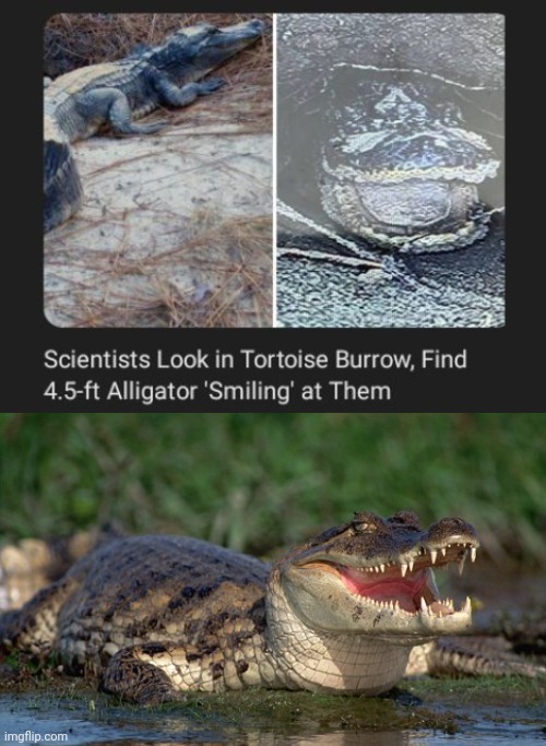 Alligator | image tagged in alligator,smiling,smile,memes,science,tortoise | made w/ Imgflip meme maker