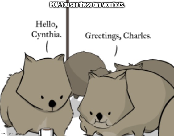 The image is not mine. It is from a comic strip. | POV: You see these two wombats. | made w/ Imgflip meme maker