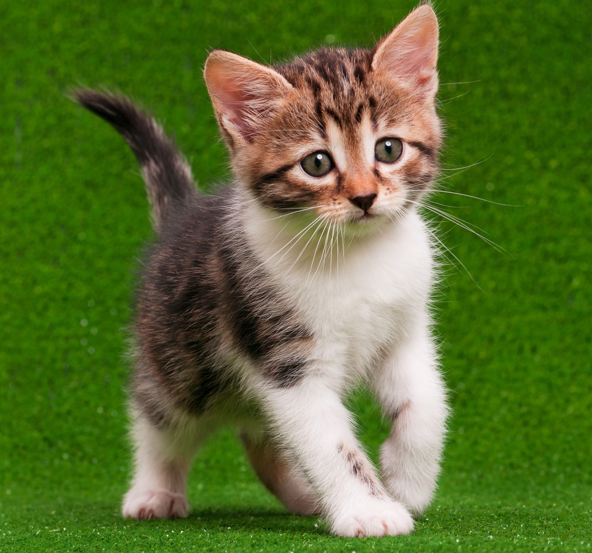 kitten Blank Meme Template