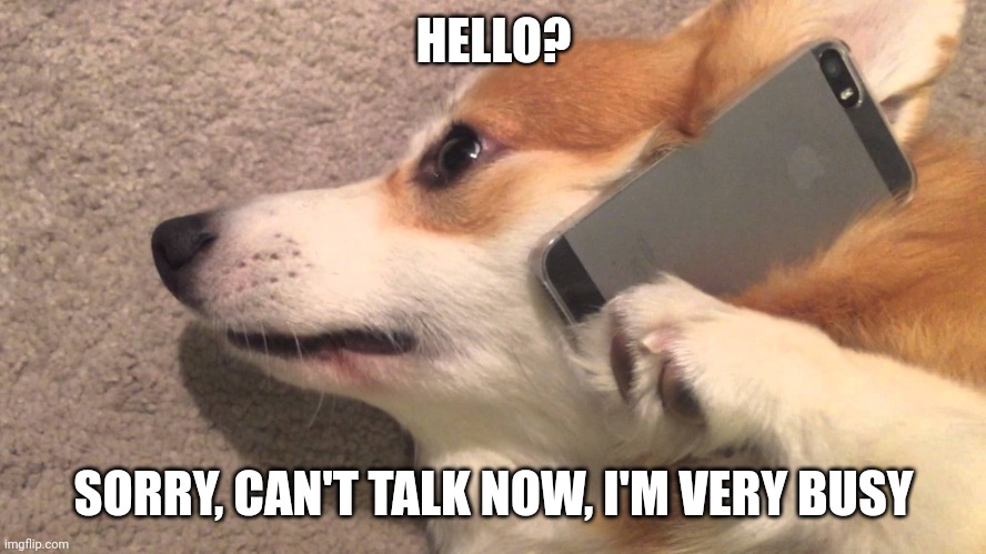 Busy doing nothing. | HELLO? SORRY, CAN'T TALK NOW, I'M VERY BUSY | image tagged in corgi on the phone | made w/ Imgflip meme maker