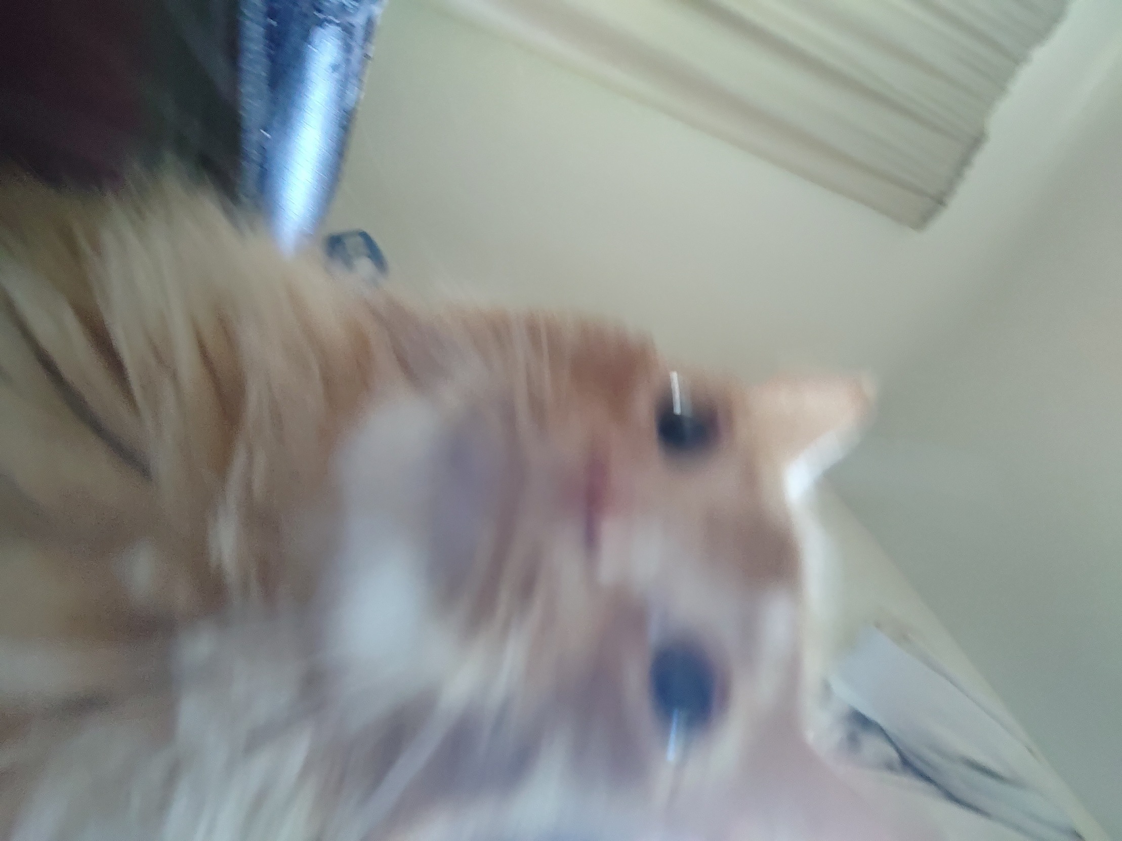 High Quality Cat Blur Blank Meme Template