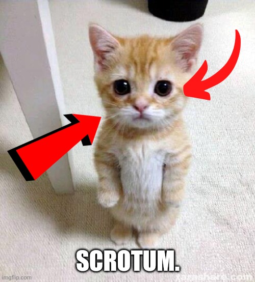 Cute Cat Meme | SCROTUM. | image tagged in memes,cute cat | made w/ Imgflip meme maker