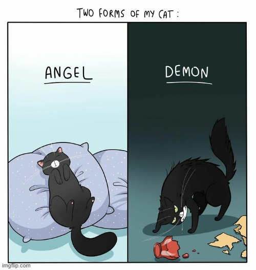 A Cat Guy's Way Of Thinking | image tagged in memes,comics/cartoons,guys,cats,angel,demon | made w/ Imgflip meme maker
