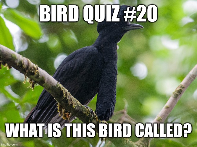 That’s right I’m bringing back the bird quizzes | BIRD QUIZ #20; WHAT IS THIS BIRD CALLED? | made w/ Imgflip meme maker