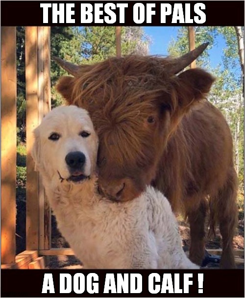 To Make You Smile ! | THE BEST OF PALS; A DOG AND CALF ! | image tagged in dogs,calf,smile,pals | made w/ Imgflip meme maker