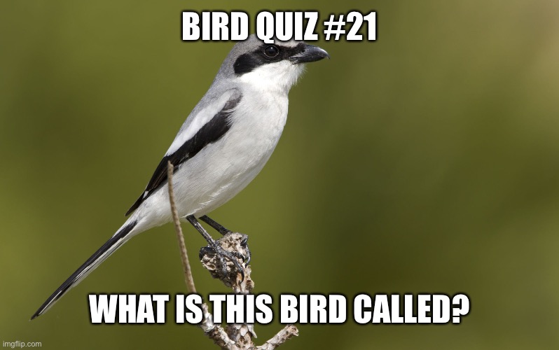 Winner gets a shoutout | BIRD QUIZ #21; WHAT IS THIS BIRD CALLED? | made w/ Imgflip meme maker