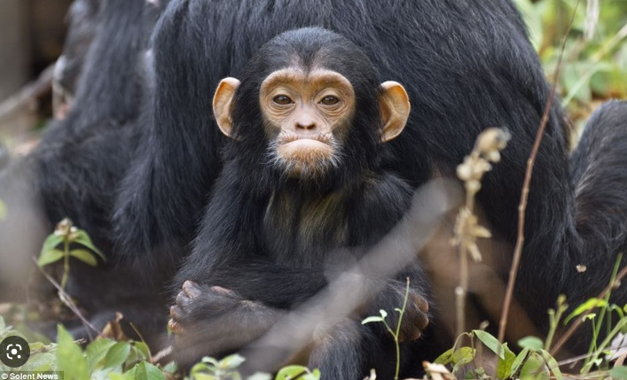 Angry chimp Blank Meme Template