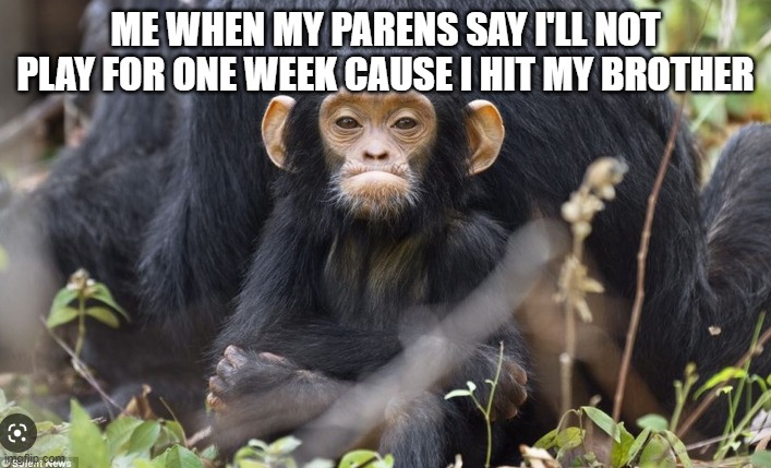 Angry chimp | ME WHEN MY PARENS SAY I'LL NOT PLAY FOR ONE WEEK CAUSE I HIT MY BROTHER | image tagged in angry chimp | made w/ Imgflip meme maker
