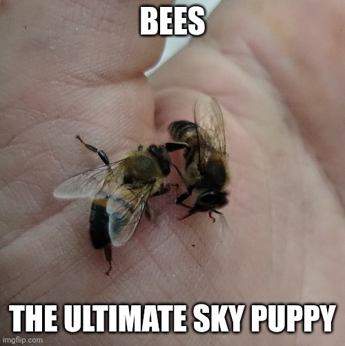 Bees | BEES; THE ULTIMATE SKY PUPPY | image tagged in bees | made w/ Imgflip meme maker