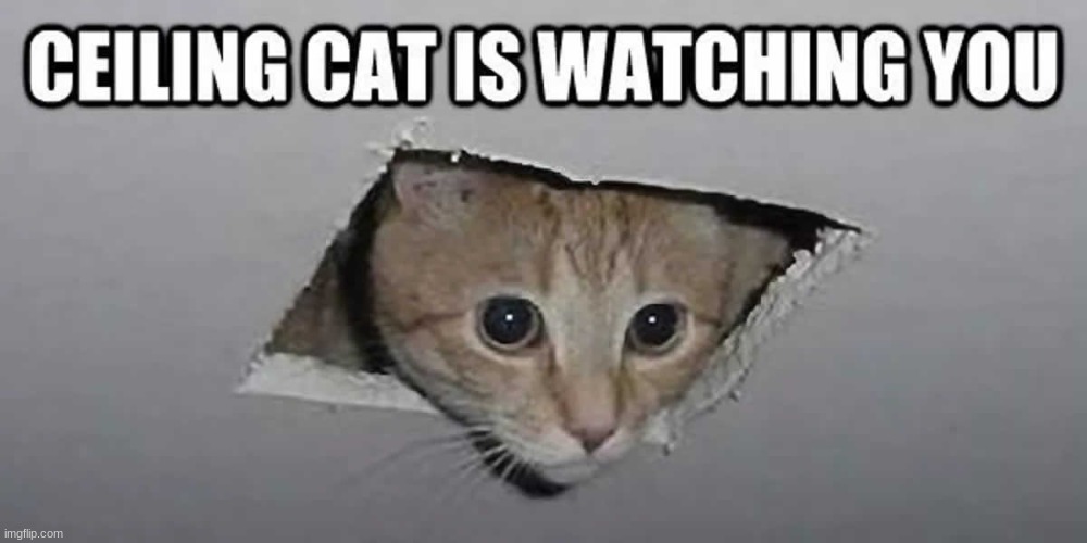 Ceiling cat is watching you.... | image tagged in funny memes,funny animals | made w/ Imgflip meme maker