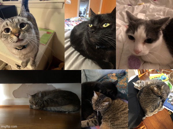 Here are some pictures of my cats | image tagged in cats,cute cat,kittens,kitty,kitten,cat | made w/ Imgflip meme maker