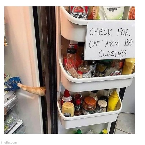 image tagged in funny,cat,arm,fridge,meme,you have been eternally cursed for reading the tags | made w/ Imgflip meme maker