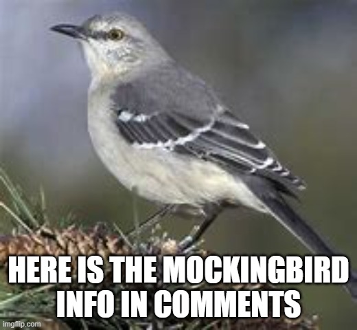 Mockingbird (Info) | HERE IS THE MOCKINGBIRD
INFO IN COMMENTS | image tagged in bird | made w/ Imgflip meme maker